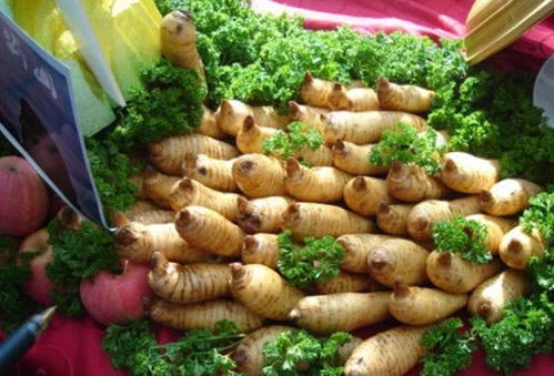 大山里的一種草,沒(méi)有葉子沒(méi)有花,有人種它畝賺10萬(wàn)