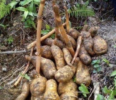 1種野生植物&ldquo;珍貴&rdquo;,被稱為天麻,生長在山溝里,1公斤800元!