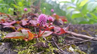 天麻兄弟 的天麻基地在哪里 規模有多大 記者帶您扒真相