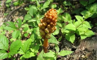 南漳這個(gè)村喜獲國(guó)字頭榮譽(yù),竟因這個(gè)農(nóng)產(chǎn)品