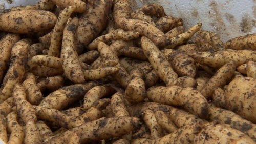 雷山 林下天麻秋冬種,育出來(lái)年 好錢景