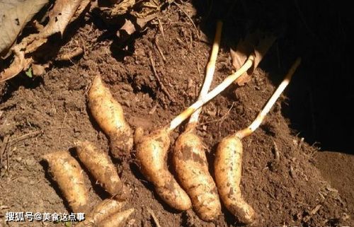 這就是珍貴的 野生天麻 ,請(qǐng)記住它的樣子,山中遇見(jiàn),不要錯(cuò)過(guò)